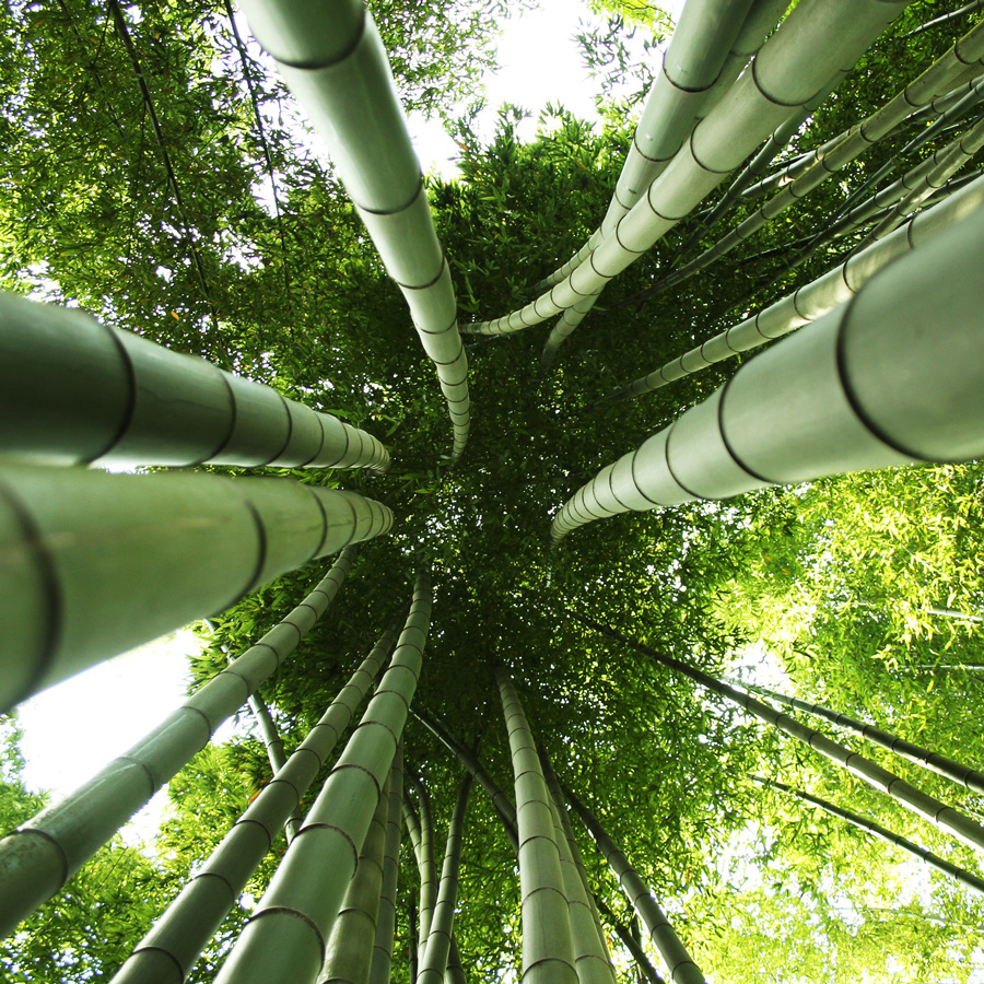 Mature bamboo culms rising into the canopy