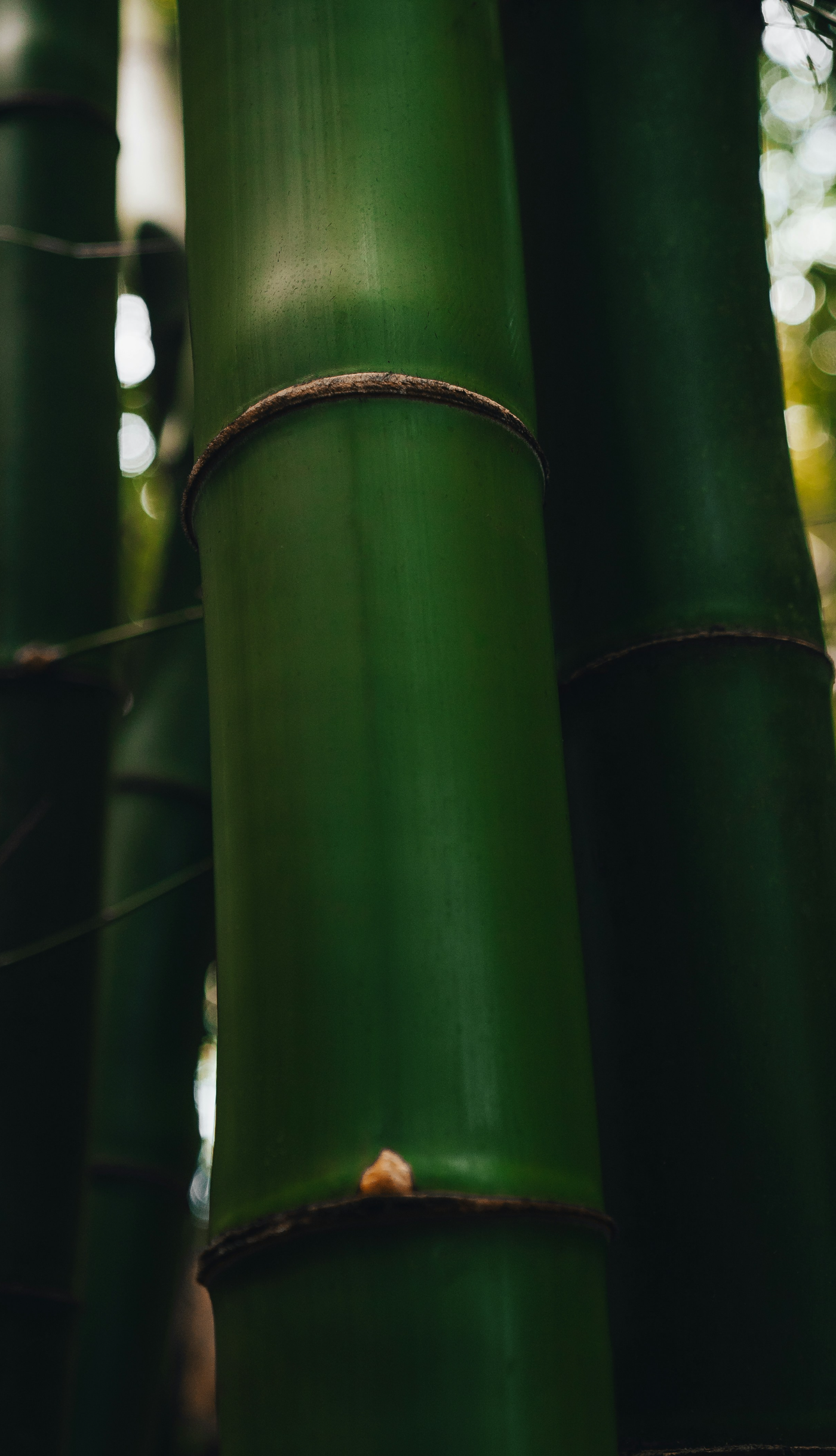 Close view of large mature green bamboo culms