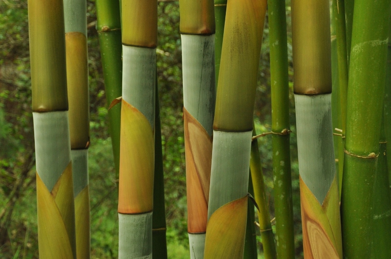 Bamboo culms with new sheaths