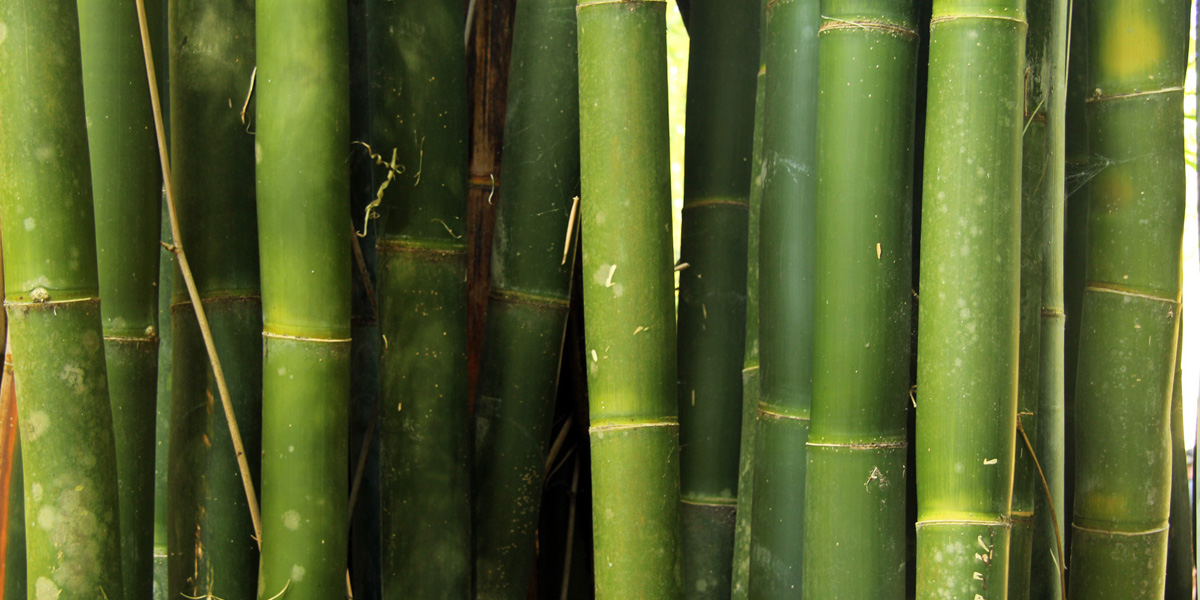 A wall of mature bamboo culms