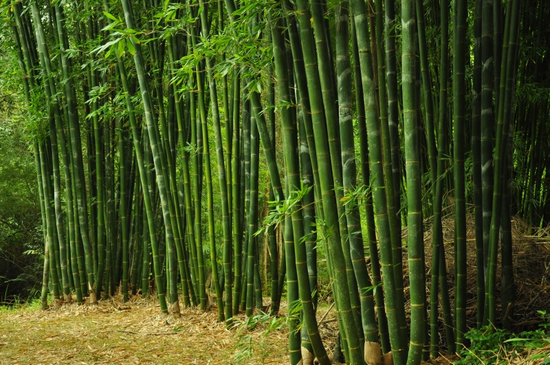 A managed stand of mature bamboo culms