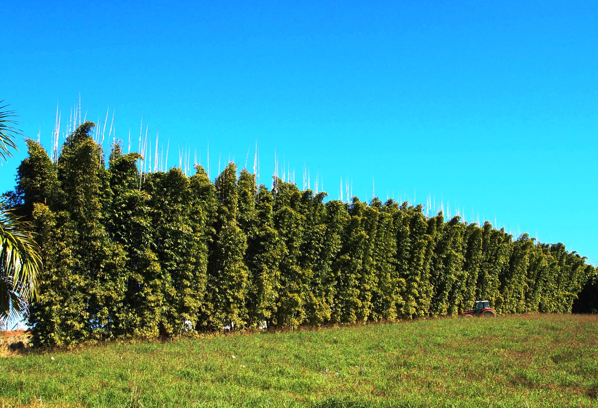 A long row of mature Dendrocalamus plantation bamboo above open pasture, with a tractor at the edge of the stand giving a sense of scale