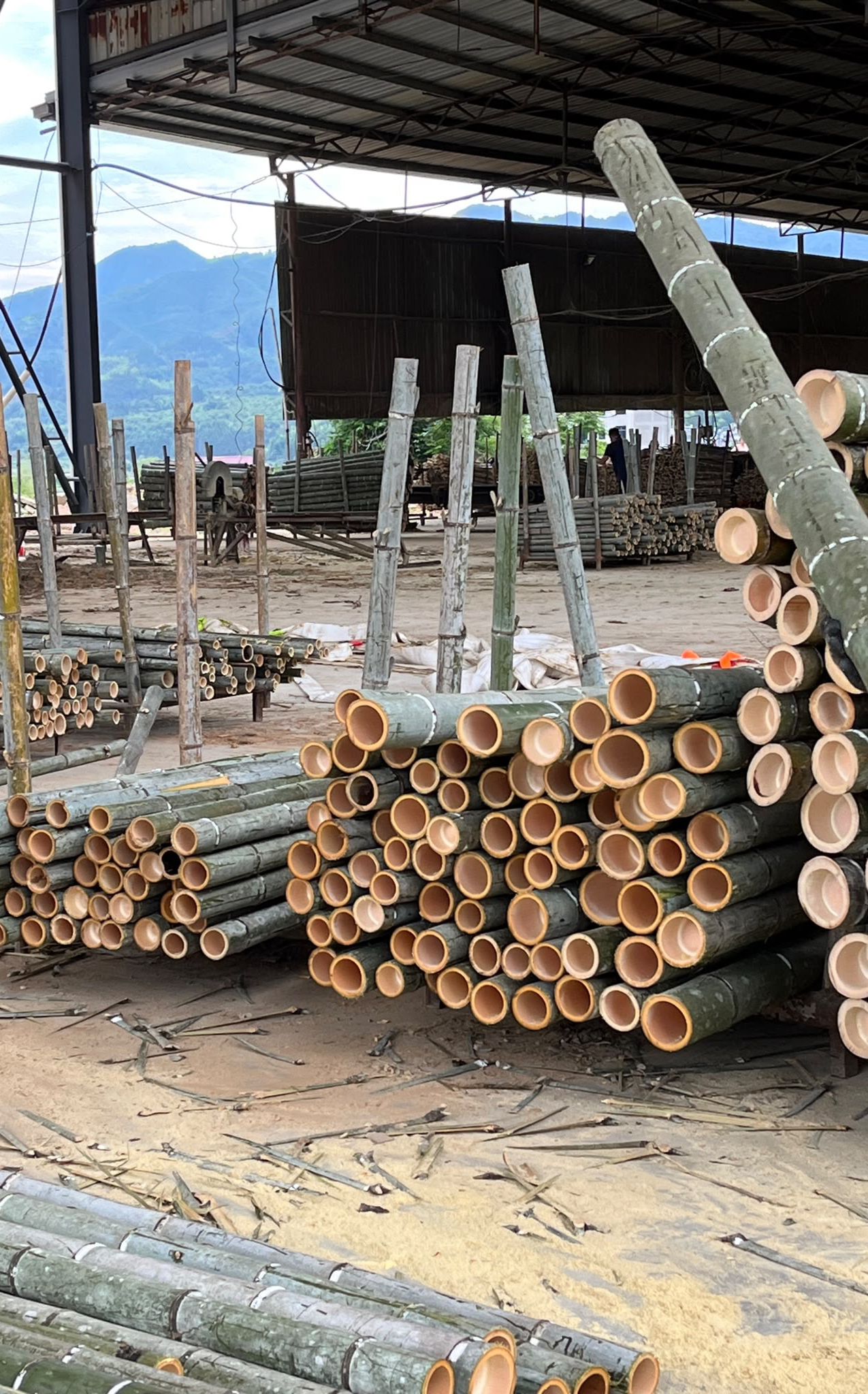 Stacks of freshly cut large-diameter bamboo culms at a harvesting yard